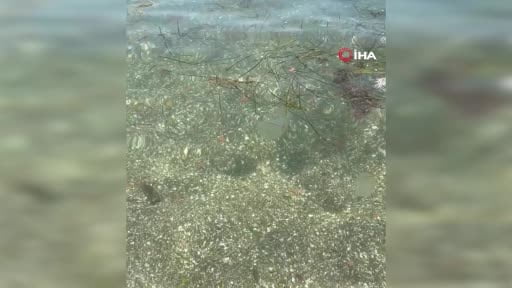 Tekirdağ sahilinde kahverengi pusula deniz anaları görüldü