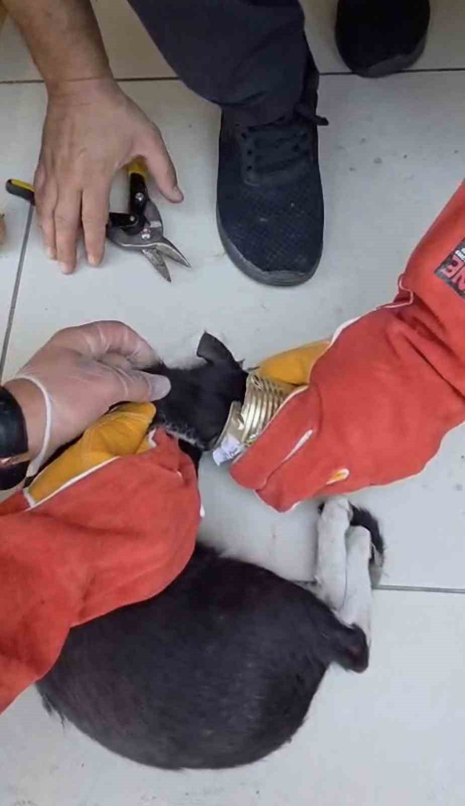 TENEKE KUTUYA SOKAN VE ÇIKARAMAYINCA MAHSUR KALAN KEDİ, İTFAİYENİN DİKKATLİ MÜDAHALESİYLE...
