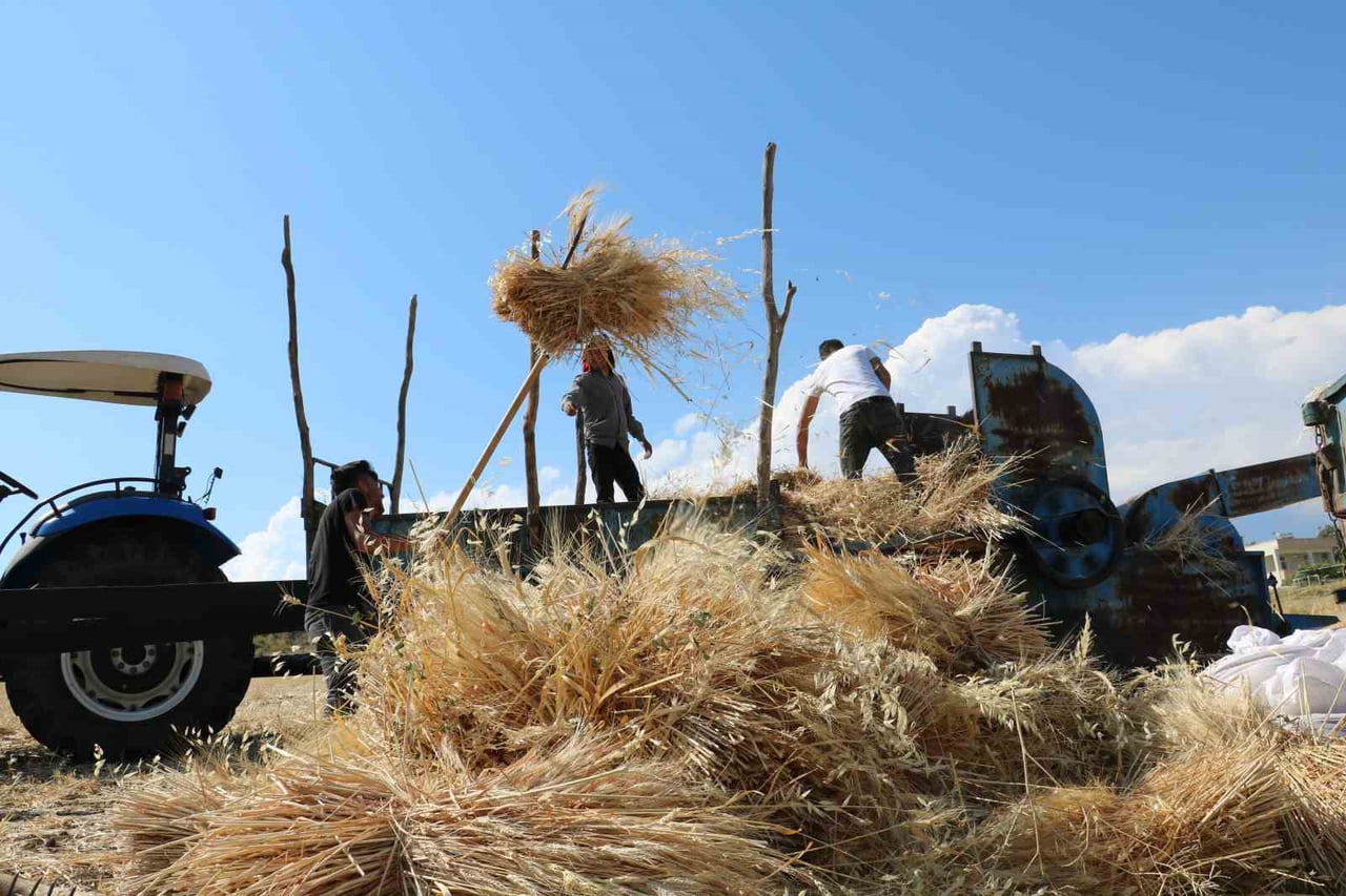 TERCAN’DA HUBUBAT TARLALARINDA HASAT BAŞLADI