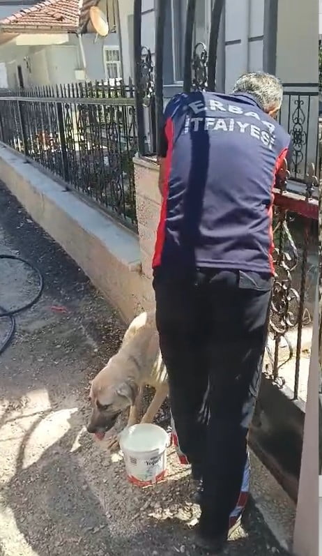 TOKAT'IN ERBAA İLÇESİNDE APARTMAN GİRİŞİNDEKİ DEMİR KAPIYA SIKIŞAN KÖPEK, İTFAİYE EKİPLERİNİN...