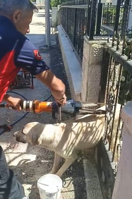 TOKAT'IN ERBAA İLÇESİNDE APARTMAN GİRİŞİNDEKİ DEMİR KAPIYA SIKIŞAN KÖPEK, İTFAİYE EKİPLERİNİN...