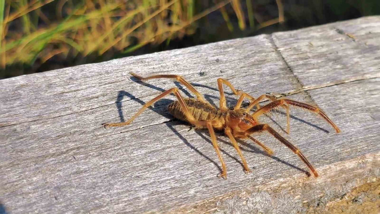 TORTUM İLÇESİNDE DAĞLIK ALANA ÇIKAN BİR GRUP VATANDAŞ, HALK ARASINDA "SARIKIZ" OLARAK BİLİNEN VE...