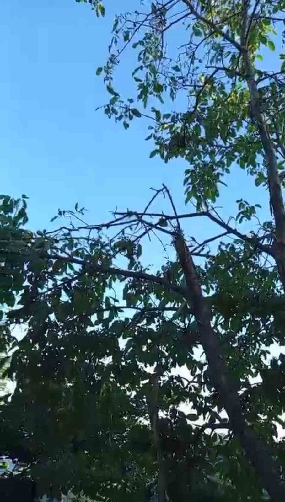 TRABZON'UN VAKFIKEBİR İLÇESİNE BAĞLI AÇIKALAN MAHALLESİ'NDE KIRSAL ALANA DÜŞEREK BİR AĞACA...