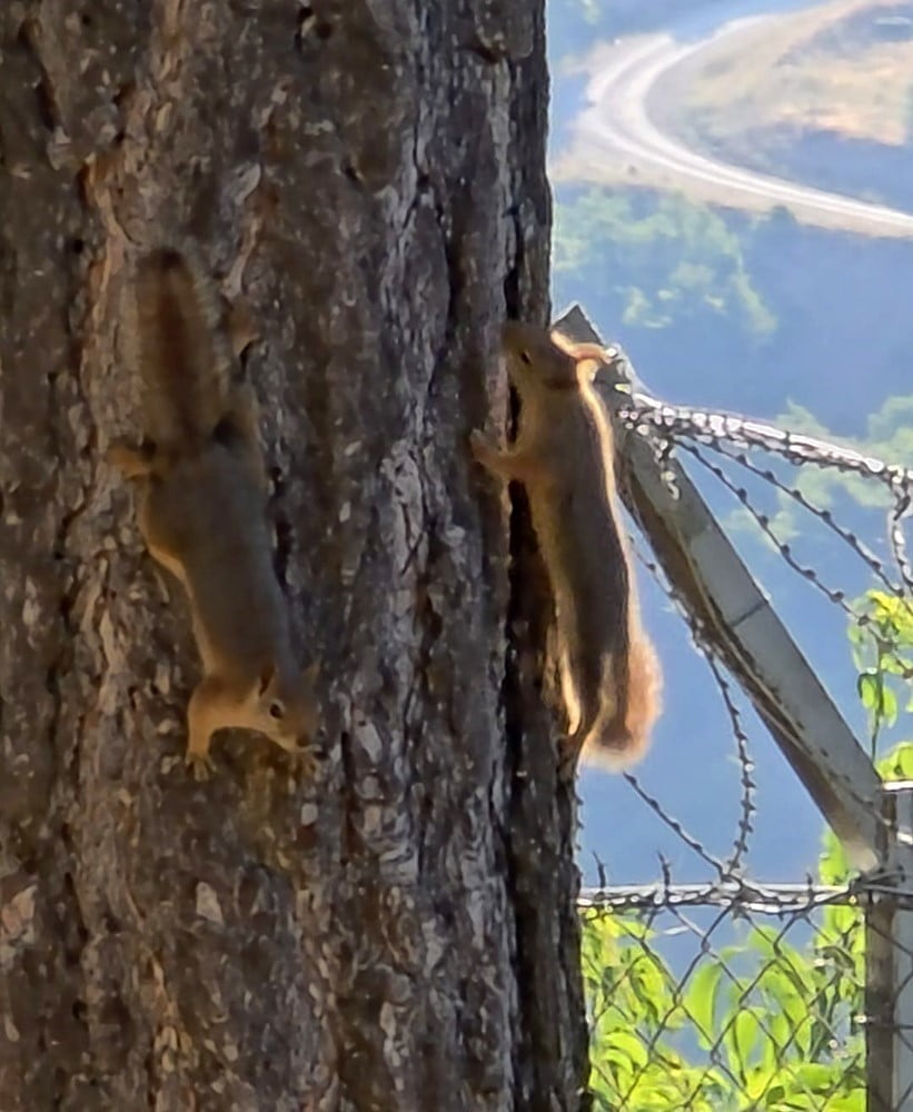 TUNCELİ'DE İKİ SİNCABIN AĞAÇ GÖVDESİNDE SEVİMLİ HALLERİ YÜREKLERİ ISITTI