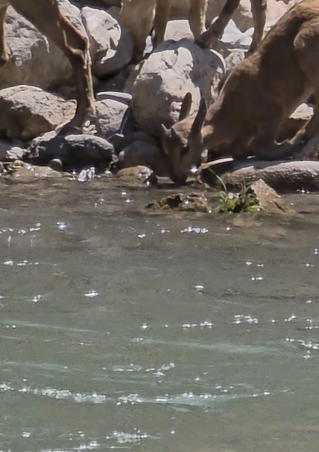 TUNCELİ'DE KORUMA ALTINDAKİ DAĞ KEÇİLERİ SU İÇERKEN GÖRÜNTÜLENDİ