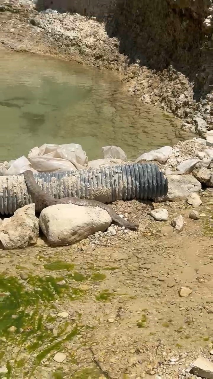 TUNCELİ'NİN ÇEMİŞGEZEK İLÇESİNE BAĞLI VARLIKONAK KÖYÜNDE KOCA  ENGEREK YILANI...