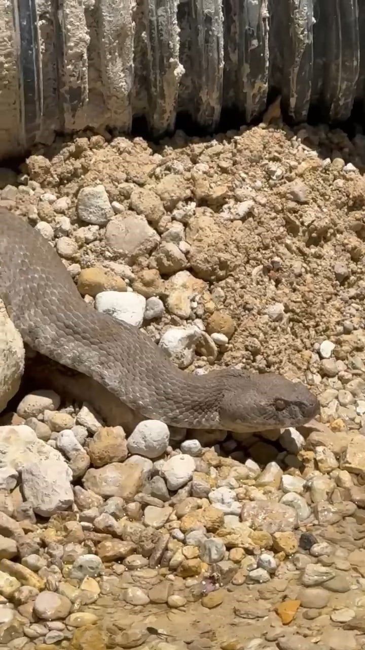 TUNCELİ'NİN ÇEMİŞGEZEK İLÇESİNE BAĞLI VARLIKONAK KÖYÜNDE KOCA  ENGEREK YILANI...