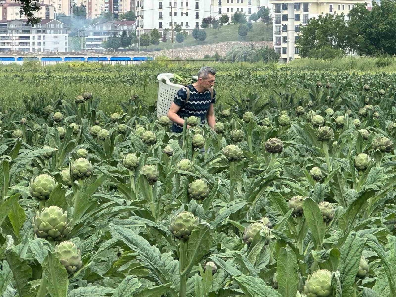 TÜRKİYE'NİN ENGİNAR ÜRETİM HARİTASINDA 2026 YILI İTİBARIYLA ÖNEMLİ BİR DEĞİŞİM YAŞANIYOR. UZUN...