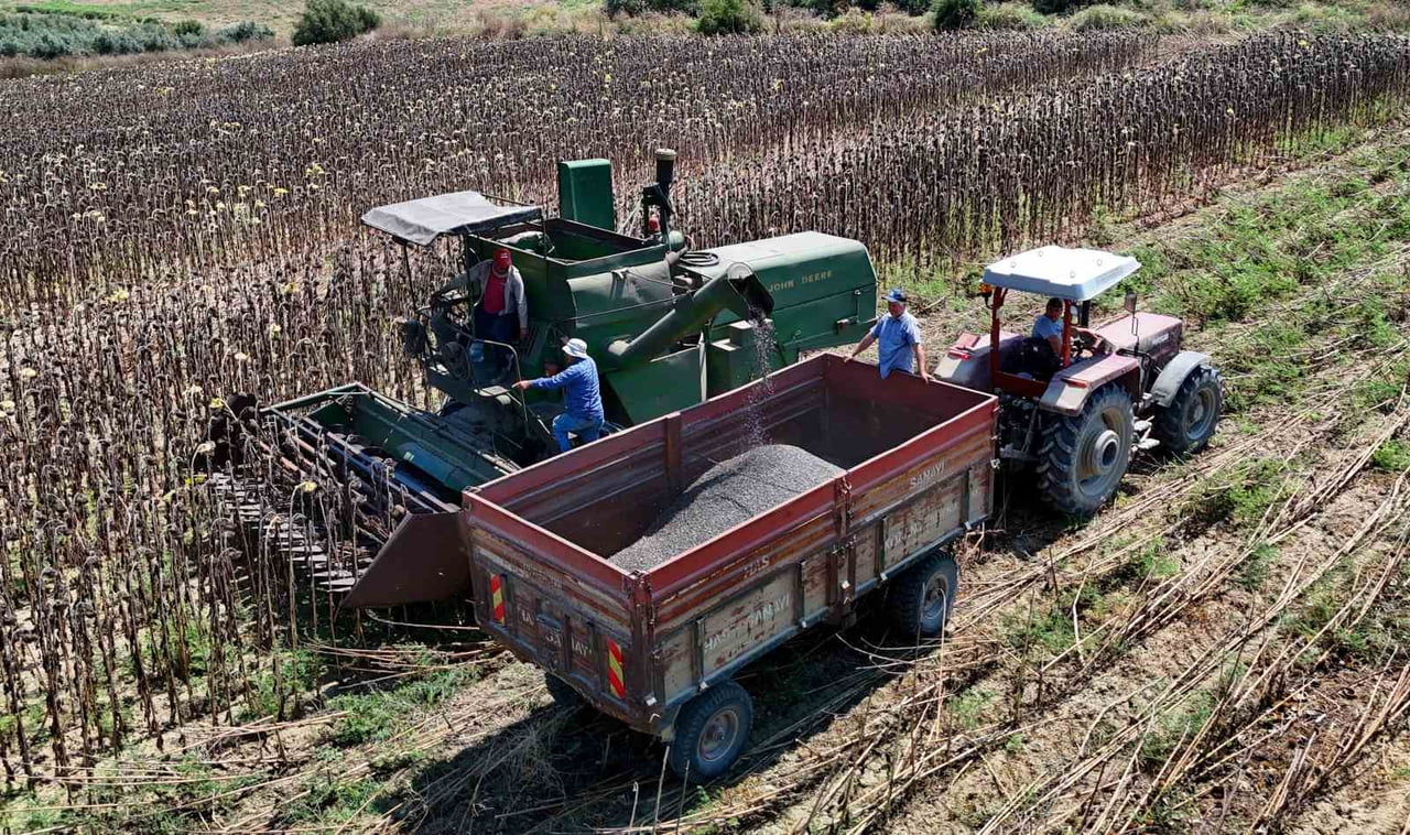 TÜRKİYE'NİN ERKENCİ TARIM ÜRETİM MERKEZLERİNDEN ADANA'DA YAĞLIK AYÇİÇEĞİNDE HASAT...