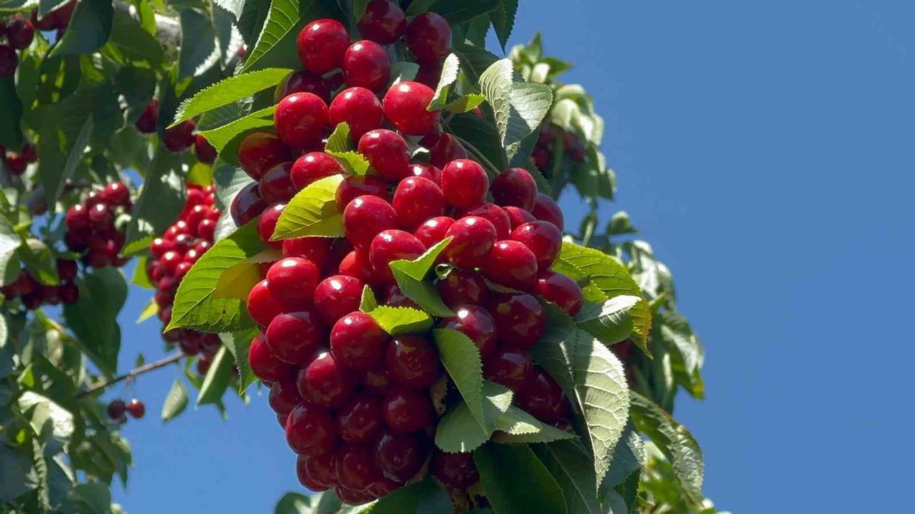 TÜRKİYE'NİN ÖNEMLİ İHRACATLIK KİRAZ ÜRETİM MERKEZLERİNDEN AFYONKARAHİSAR'IN SULTANDAĞI İLÇESİNDE...