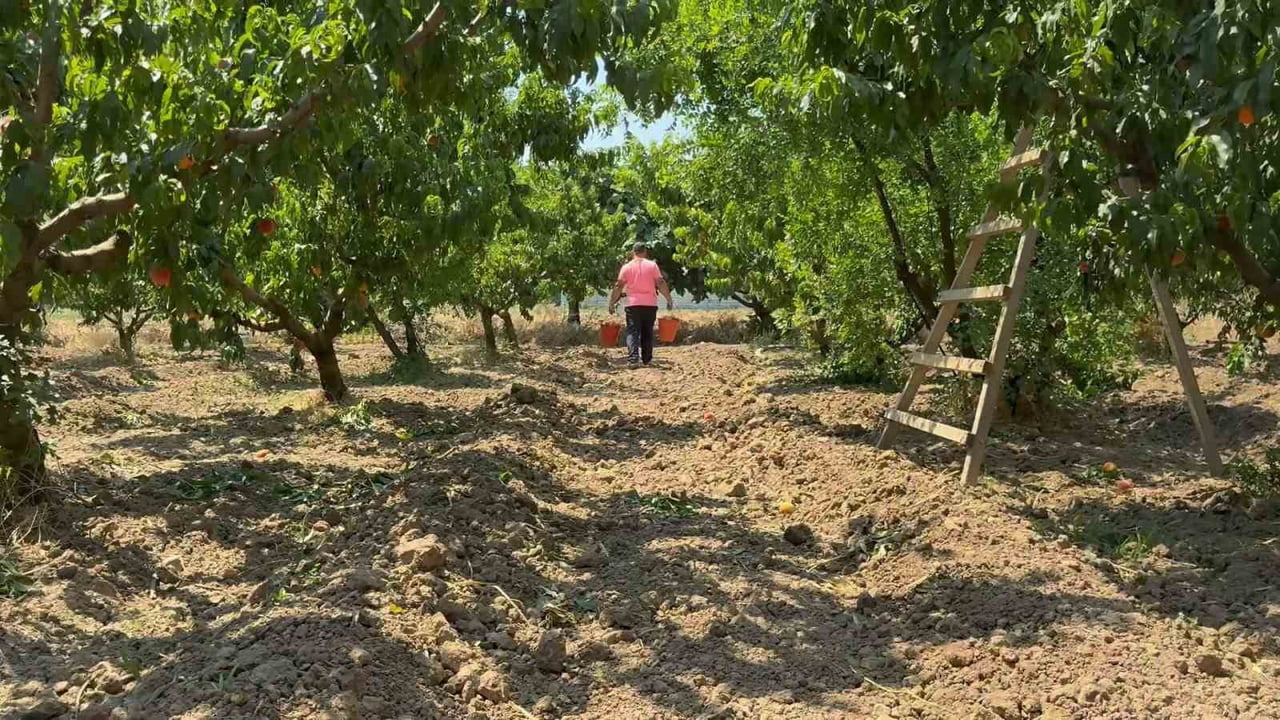 TÜRKİYE'NİN ÖNEMLİ MEYVE ÜRETİM MERKEZLERİNDEN BURSA OVASI'NDA ŞEFTALİ HASADI BAŞLADI. ÜRETİCİLER...