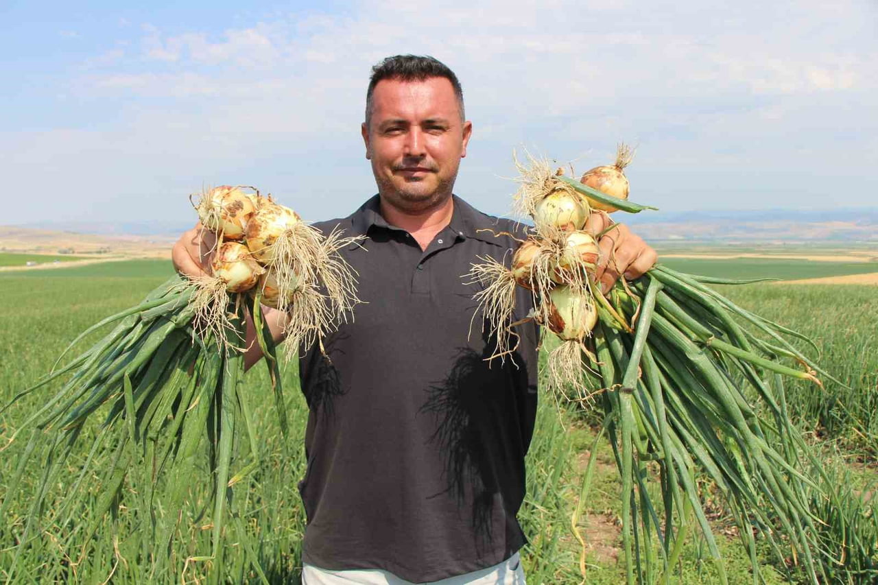 TÜRKİYE’DE SOĞAN ÜRETİMİNİN EN ÇOK YAPILDIĞI İKİNCİ ŞEHİR OLAN AMASYA’DA BU ÜRÜN TARLADA 15 İLE 25...