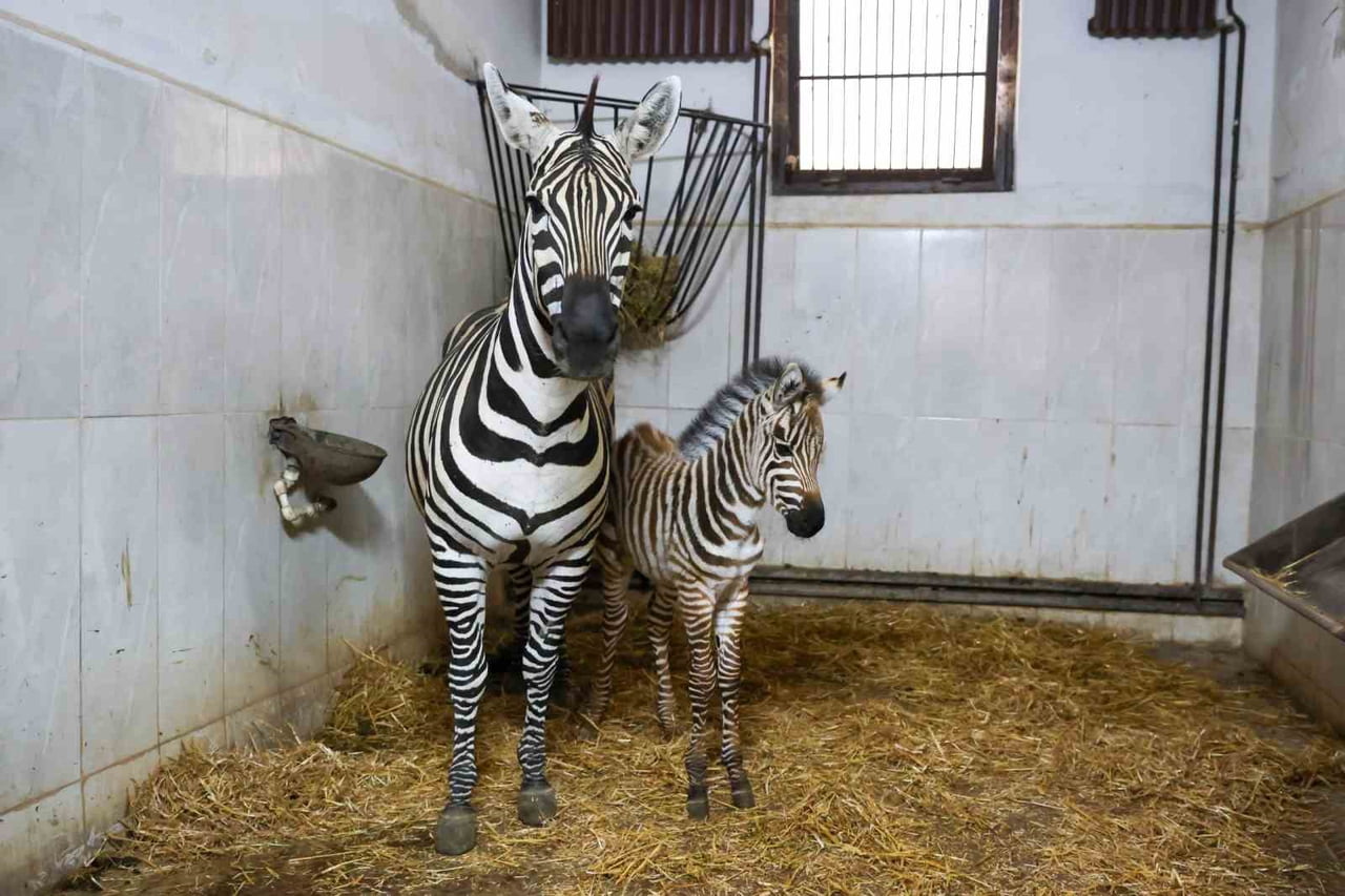 TÜRKİYE’NİN EN BÜYÜK ZEBRA SÜRÜSÜNE EV SAHİPLİĞİ YAPAN BURSA HAYVANAT BAHÇESİ’NDE, ‘YGRİTTE’ ADI...