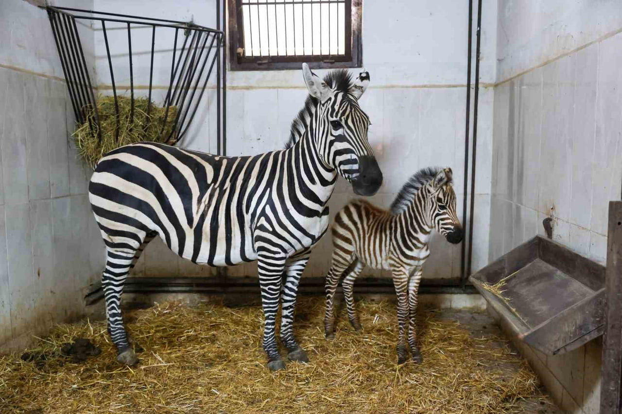 TÜRKİYE’NİN EN BÜYÜK ZEBRA SÜRÜSÜNE EV SAHİPLİĞİ YAPAN BURSA HAYVANAT BAHÇESİ’NDE, ‘YGRİTTE’ ADI...