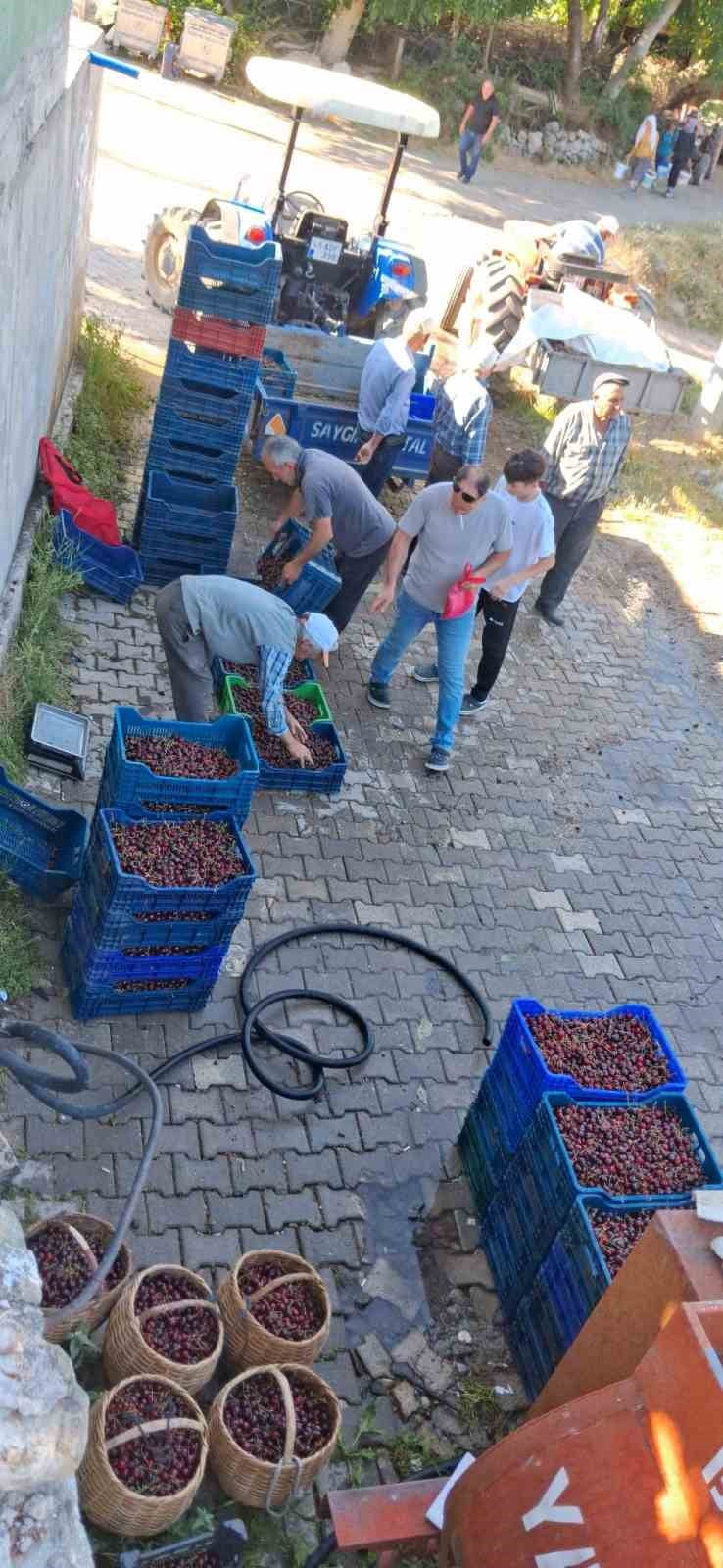 ULUS DAĞI ZİRVELERİNE YAKIN OLAN RAKIMI 1000 METRE ÜZERİNE ÇIKAN BÖLGEDE KİRAZ YETİŞTİRİCİLİĞİ...