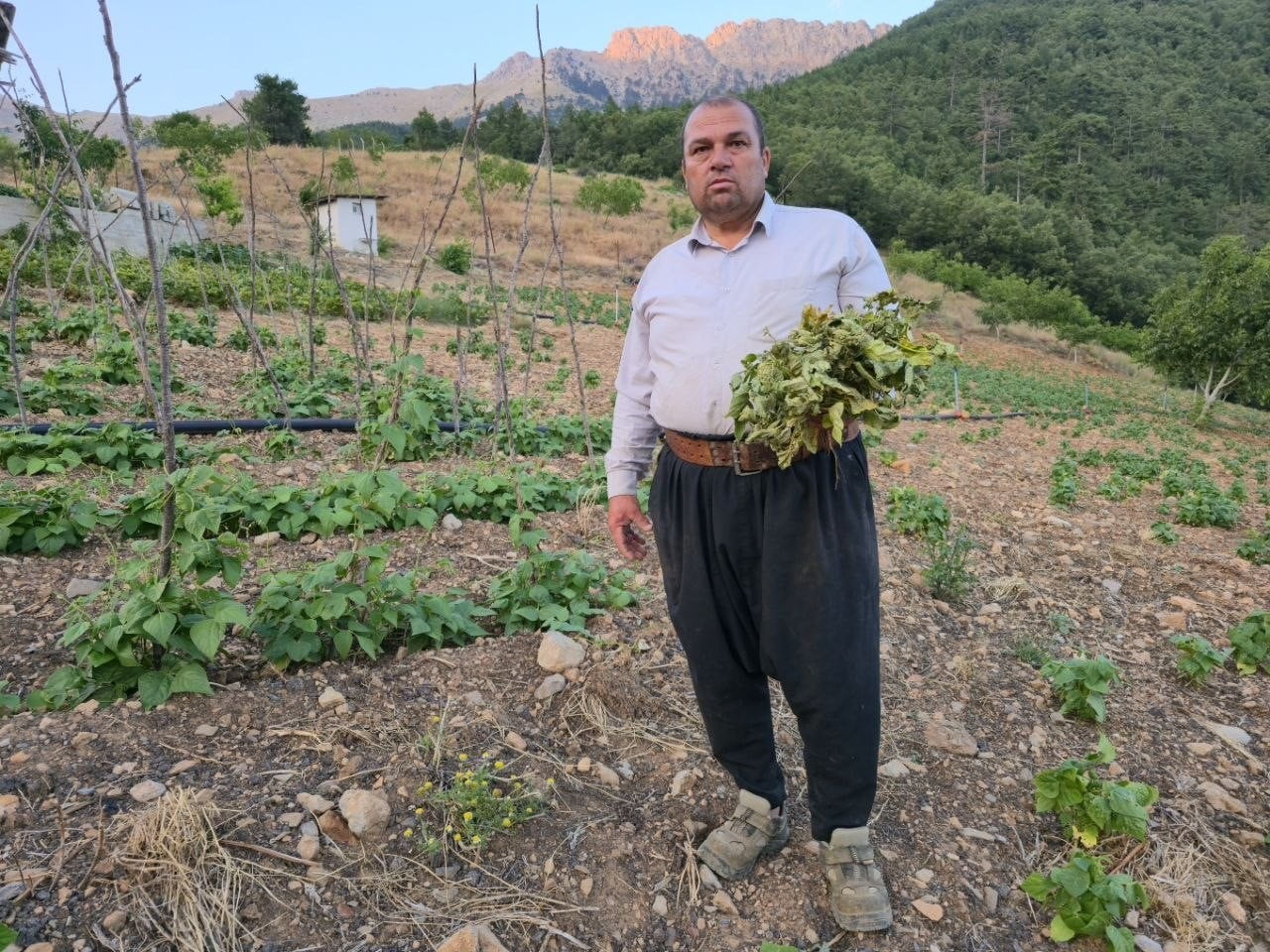ÜRETİCİ İBRAHİM GÜN KIŞLIK YETİŞTİRDİĞİ ÜRÜNLERİN ÇEKİRGELERDEN ZARAR GÖRDÜĞÜNÜ...