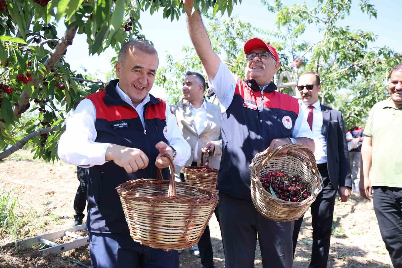 VALİ NUMAN HATİPOĞLU (SOLDA) KİRAZ HASADI YAPTI