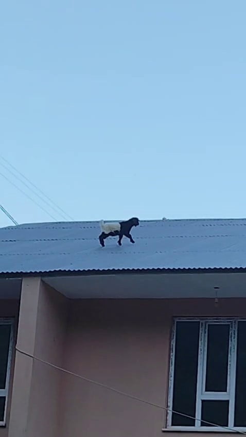VAN'DA SIRA DIŞI BİR ÇATI MİSAFİRLİĞİ YAŞANDI. SÜRÜDEN AYRILAN İKİ YAVRU KEÇİ, 3 KATLI BİR BİNANIN...