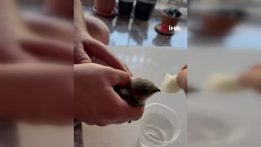 Vatandaşlar sıcaktan bitkin düşen ebabil kuşuna su verdi