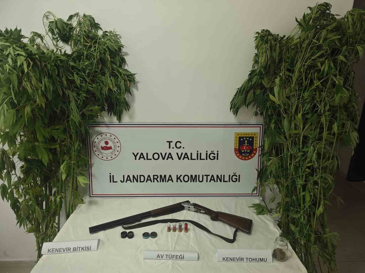 YALOVA'NIN ÇİFTLİKKÖY İLÇESİNDE JANDARMA EKİPLERİNCE DÜZENLENEN OPERASYONDA, EV VE SERADA...