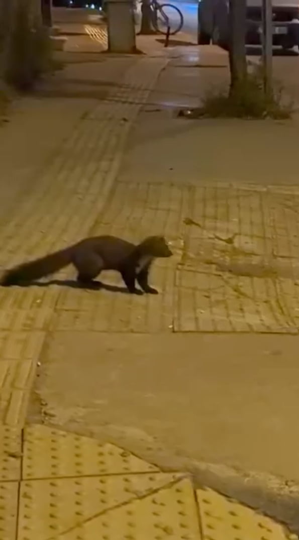 YALOVA ŞEHİR MERKEZİNDE GÖRÜLEN SANSAR, VATANDAŞLARI ŞAŞIRTTI.
