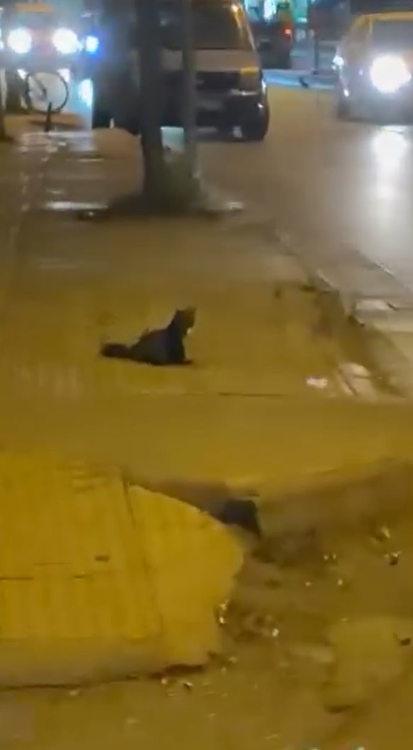 YALOVA ŞEHİR MERKEZİNDE GÖRÜLEN SANSAR, VATANDAŞLARI ŞAŞIRTTI.