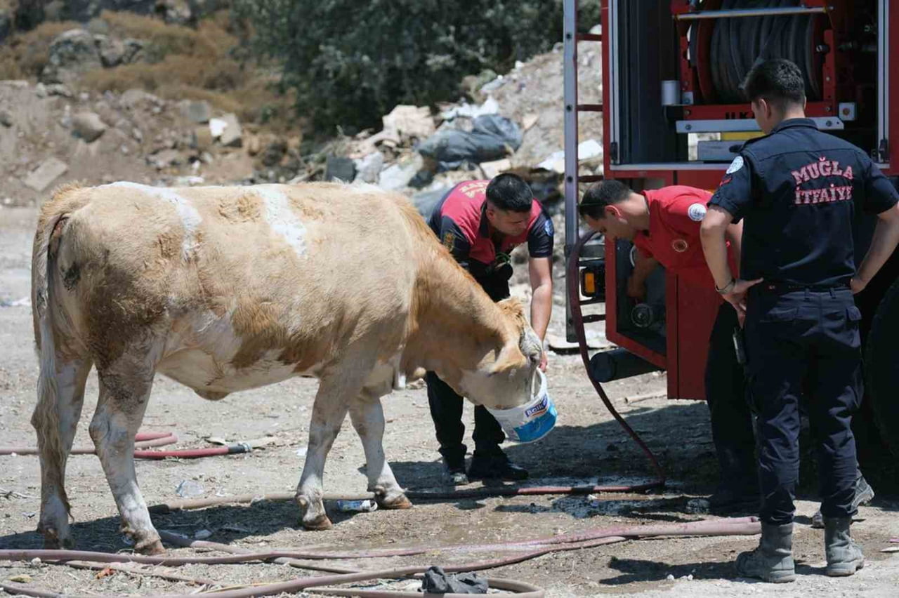 YANGIN BÖLGESİNDE SUSAYAN İNEKLERE İTFAİYE EKİPLERİNDEN TEMİZ CAN SUYU