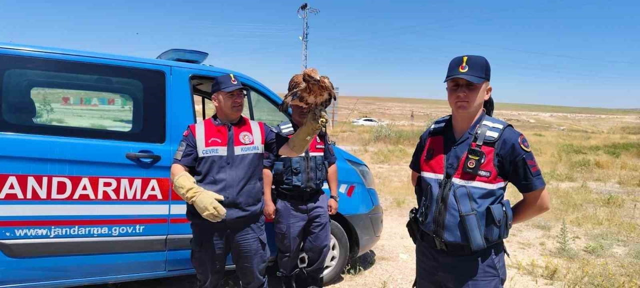 YENİFAKILI İLÇESİNDE YARALI ŞAHİN OLDUĞU İHBARI ÜZERİNE İL JANDARMA KOMUTANLIĞI ÇEVRE DOĞA VE...