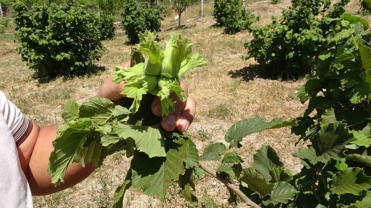 YOZGAT'IN SORGUN İLÇESİNDE YAŞAYAN YAHYA KIZILKAYA, OLMAZ DENİLERİ BAŞARDI, 3 YILDIR BOZKIRIN...
