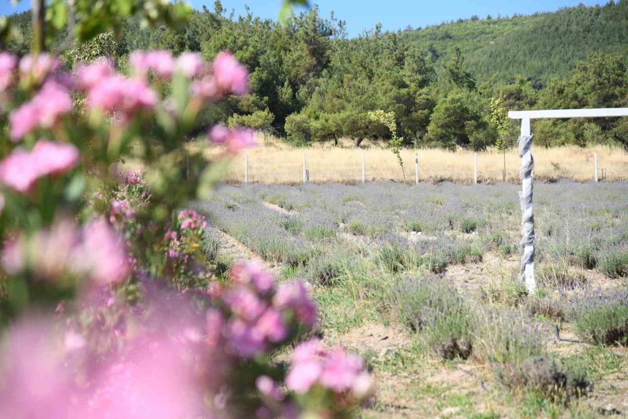YUNUSEMRE BELEDİYESİ'NİN KIRSAL KALKINMAYI DESTEKLEMEK AMACIYLA ORTAKÖY MAHALLESİ'NDE OLUŞTURDUĞU...
