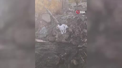 Yürek burkan manzara: Anne kedi yangında telef olan yavrularını aradı