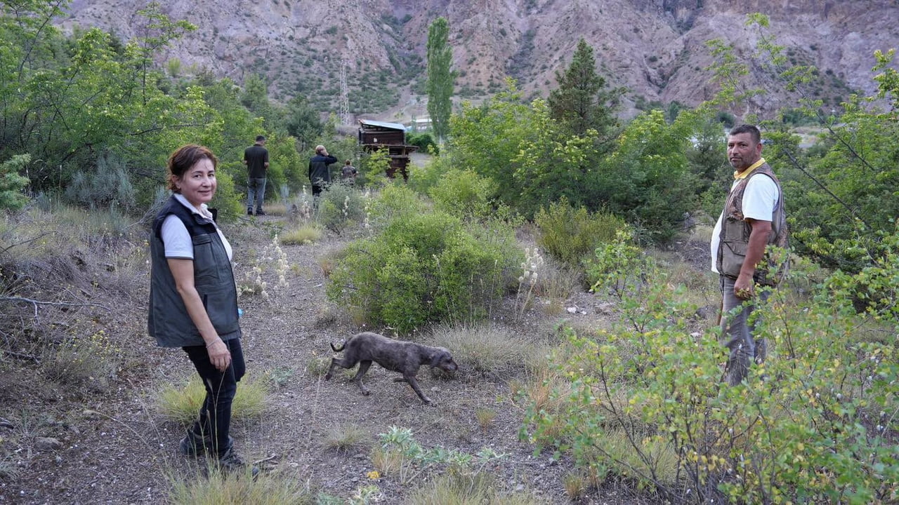 YUSUFELİ İLÇESİNDE DÜZENLENEN UYGULAMALI EĞİTİMDE ÜRETİCİ ADAYLARI, EĞİTİMLİ TRÜF ARAMA KÖPEKLERİ...