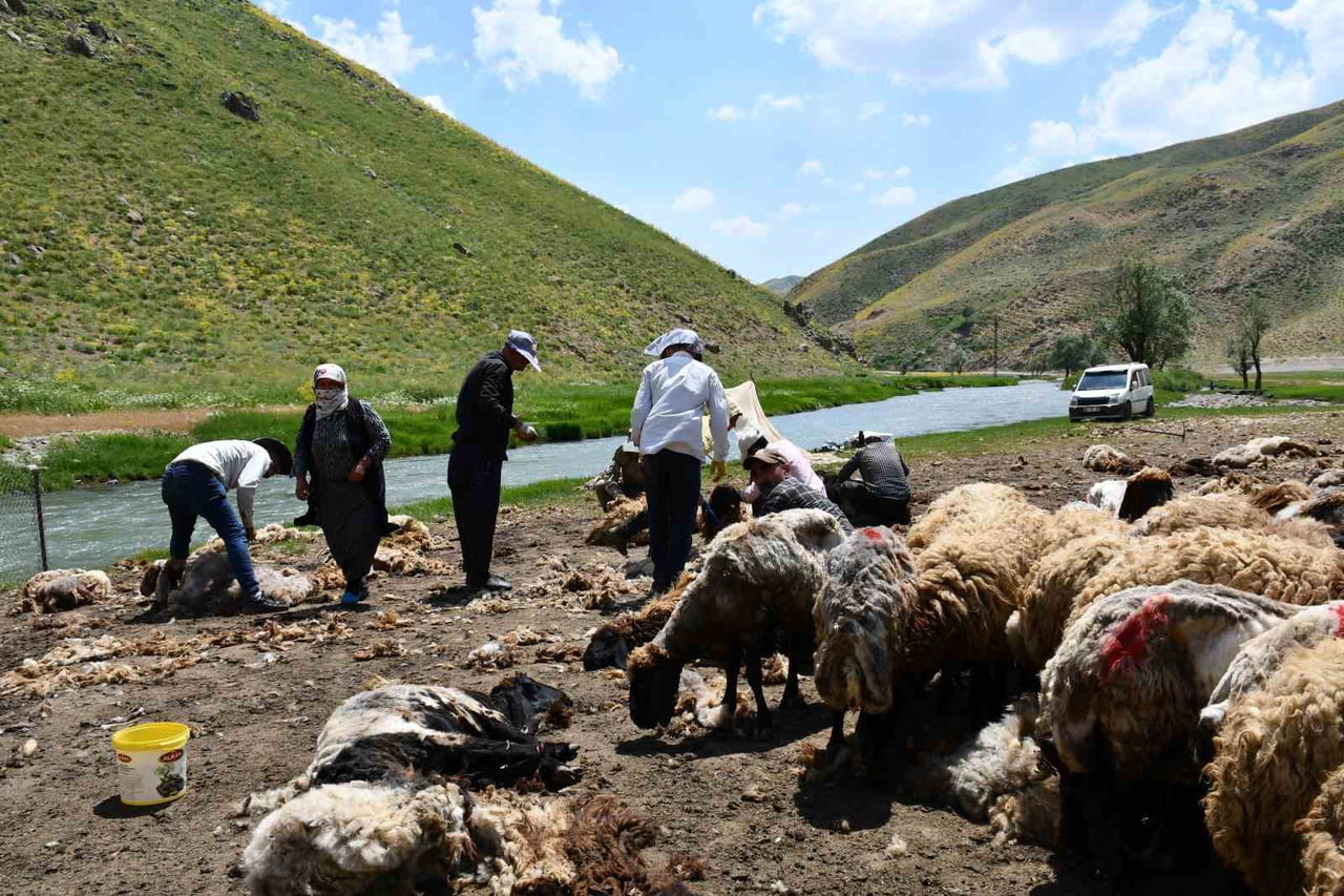 YÜZ BİNLERCE KÜÇÜKBAŞ TEMMUZ AYINDA KIRKMASI GEREKİYOR.