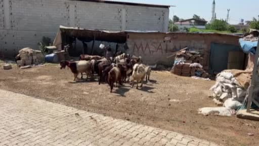 6 kız kardeşin en büyüğü olan Esma, babasına destek çıkmak için keçi besleyip hayvan ticareti...
