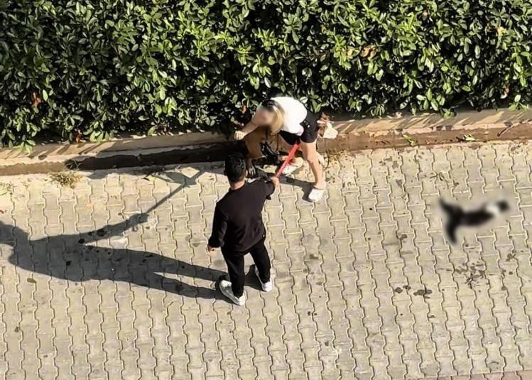 ADANA’DA SAHİBİNİN AĞIZLIKSIZ DOLAŞTIRDIĞI PİTBULL CİNSİ KÖPEĞİN SOKAKTAKİ KEDİYİ PARÇALAYIP TELEF...