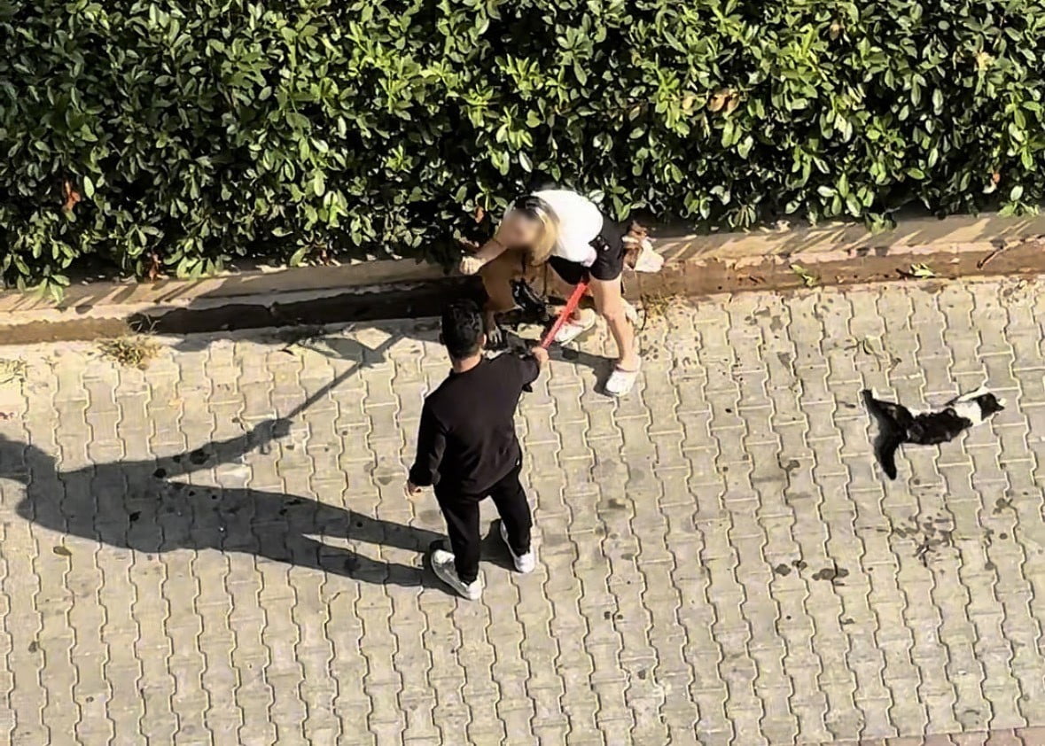 ADANA’DA SAHİBİNİN AĞIZLIKSIZ DOLAŞTIRDIĞI PİTBULL CİNSİ KÖPEK, SOKAKTAKİ KEDİYİ PARÇALAYIP TELEF...