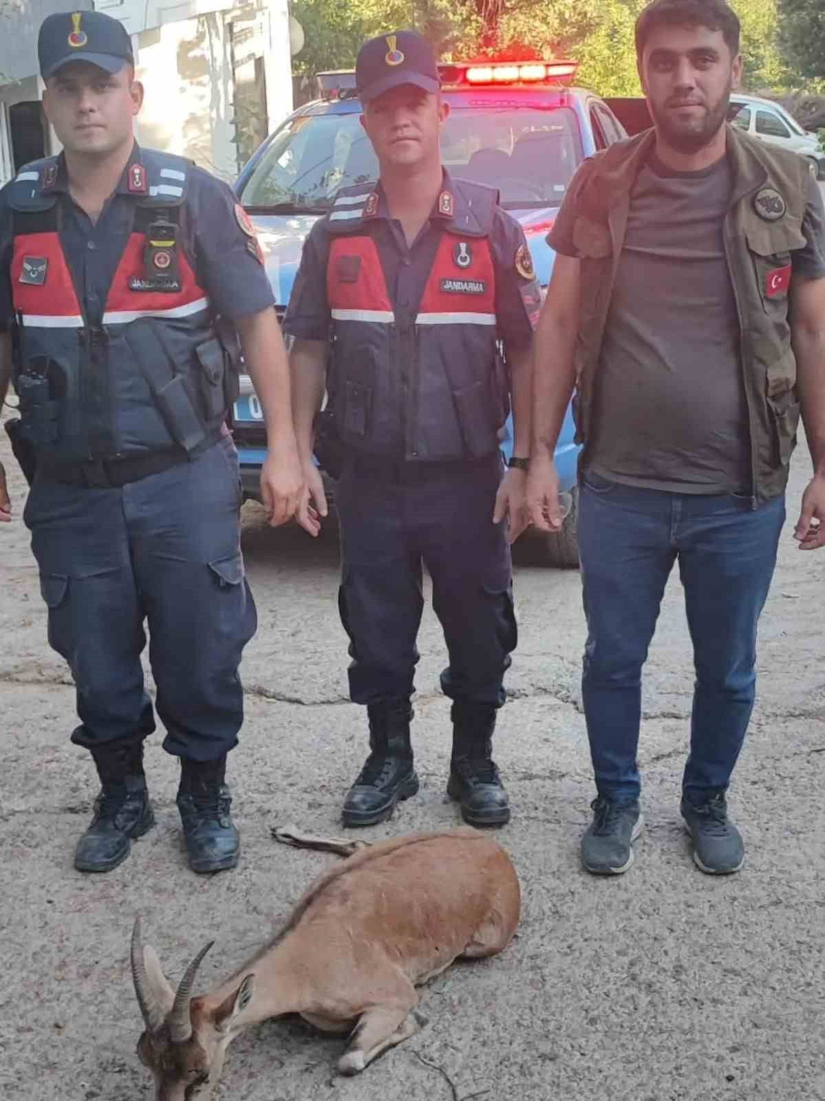 ADIYAMAN'IN ÇELİKHAN İLÇESİNDE JANDARMA EKİPLERİNCE BULUNAN YARALI DAĞ KEÇİSİ TEDAVİ ALTINA...