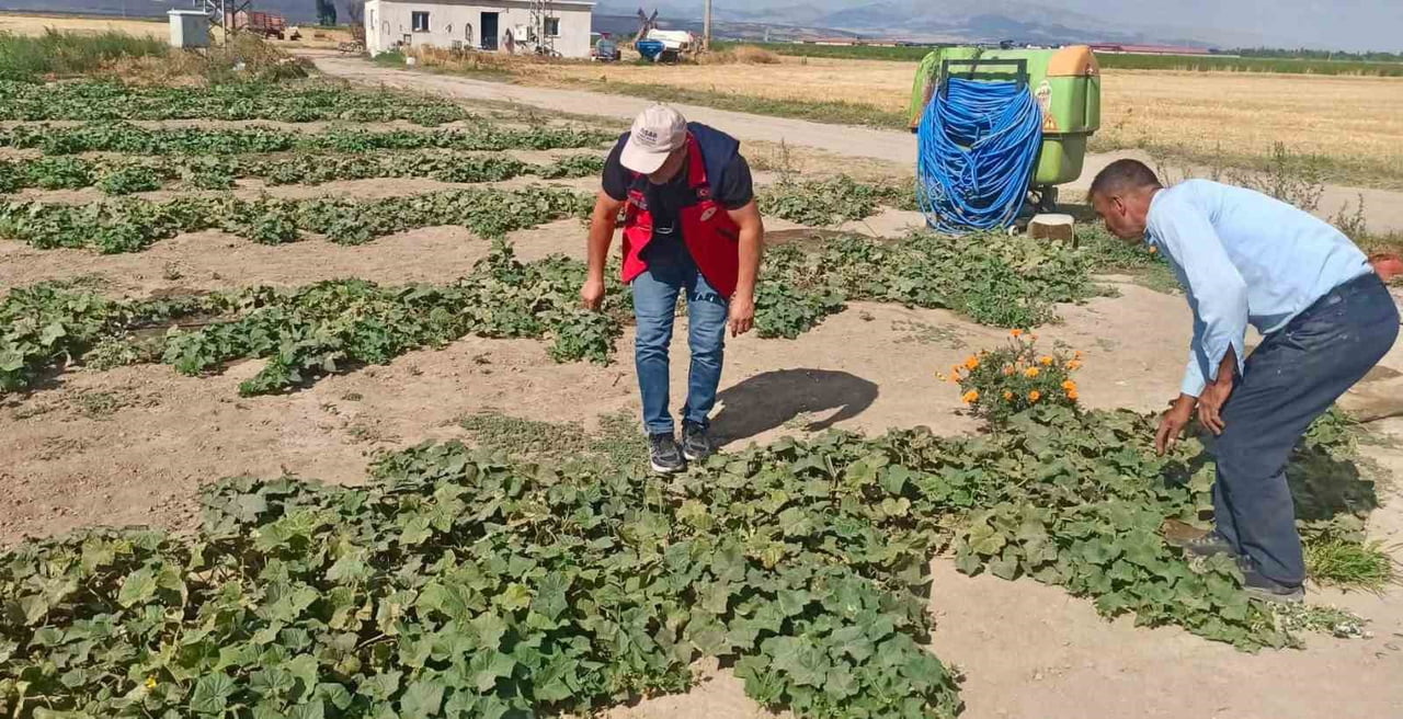 AFYONKARAHİSAR’DA TARIMSAL ÜRETİMİN MEVCUT DURUMUNUN DEĞERLENDİRİLMESİ, ÜRÜN VERİM VE REKOLTE...