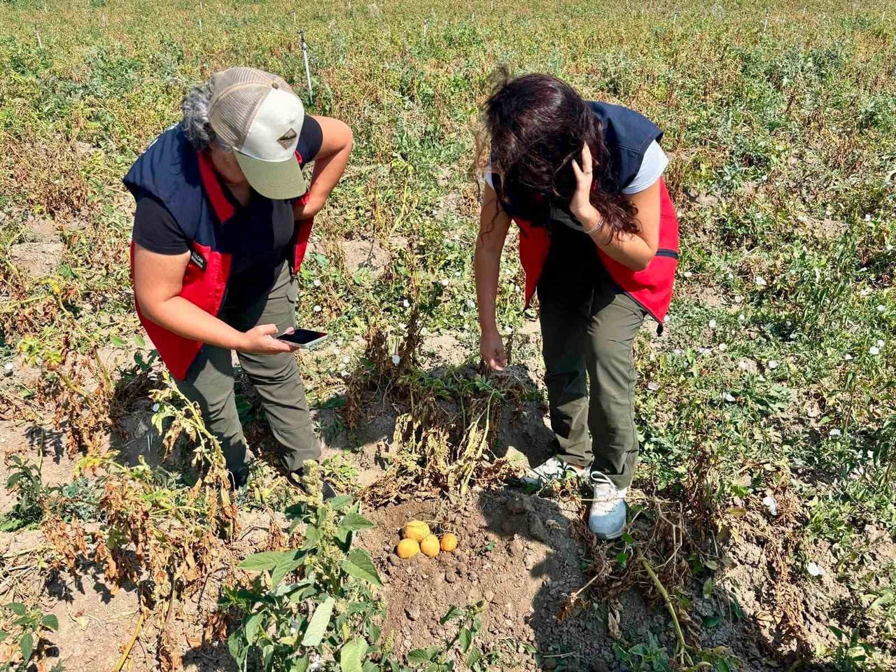 AFYONKARAHİSAR TARIM VE ORMAN İL MÜDÜRLÜĞÜ TARAFINDAN PATATES ÜRETİMİNDE VERİM VE KALİTENİN...
