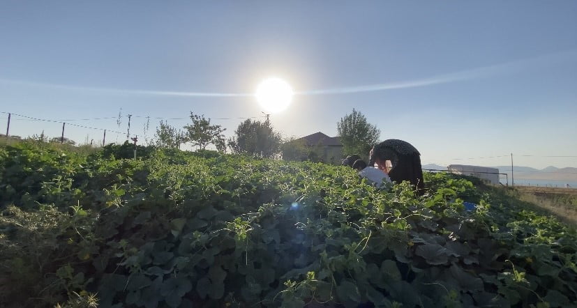 AĞRI'NIN PATNOS İLÇESİNDE BAHARLA BİRLİKTE TOPRAKLA BULUŞTURULAN TOHUMLAR, YAZIN SON GÜNLERİNDE...
