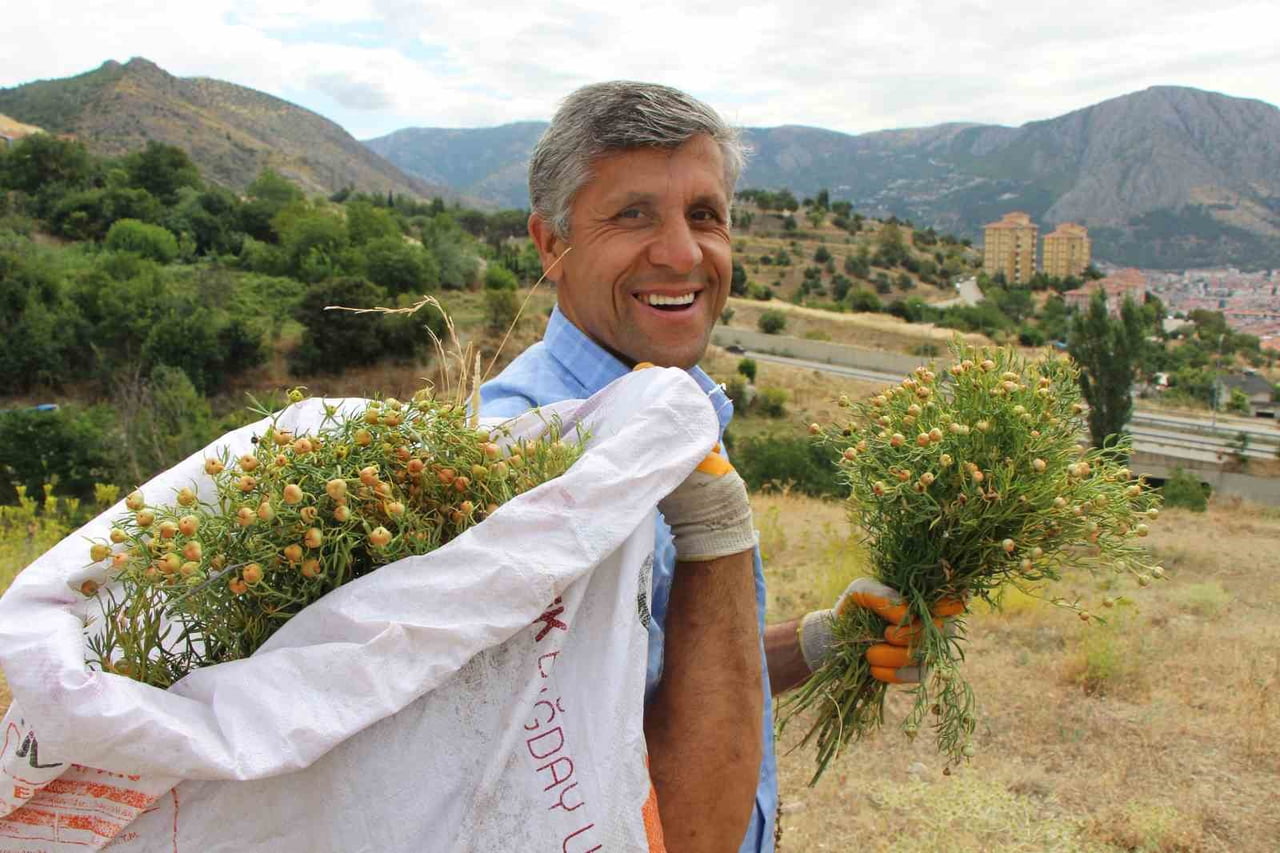 AMASYA’DA NAZARDAN KORUNMAK İSTEYENLER TARAFINDAN RAĞBET GÖREN ÜZERLİK OTU DAĞ YAMAÇLARINDA...