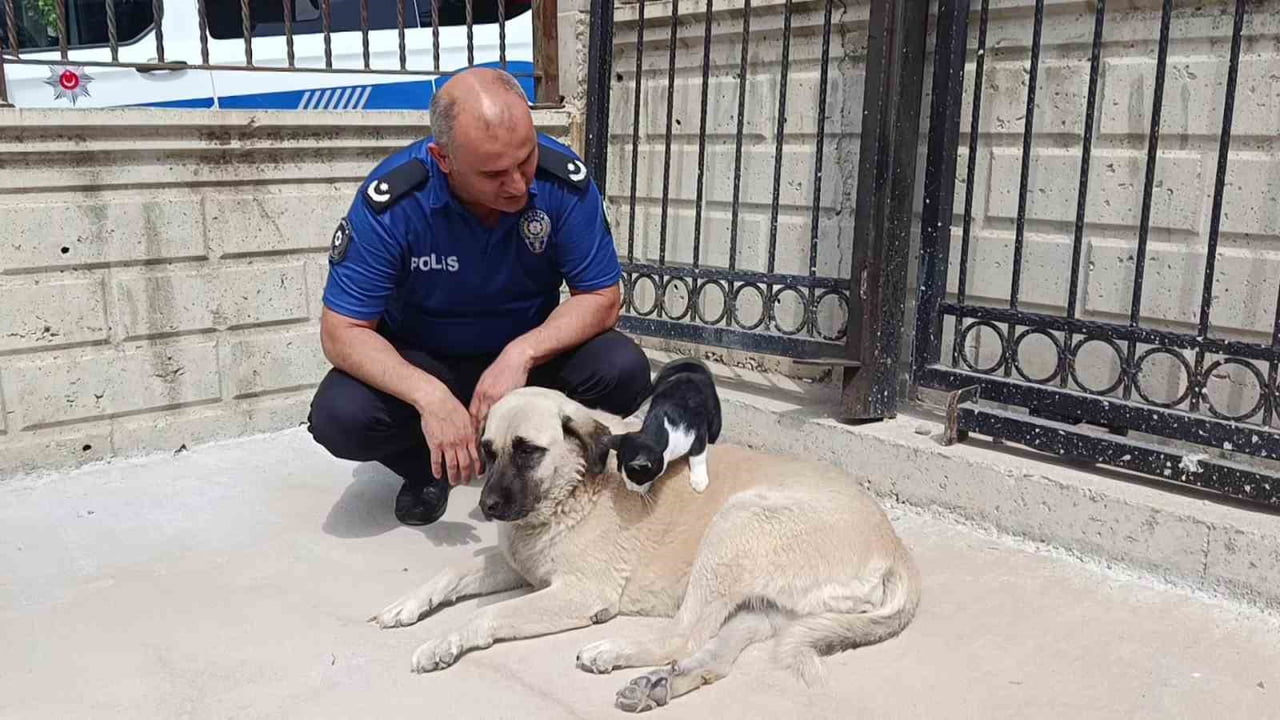 AMASYA’NIN SULUOVA İLÇESİNDE KEDİ İLE KÖPEĞİN SIRA DIŞI DOSTLUĞU DİKKAT ÇEKİYOR. KEDİNİN ANNESİ...