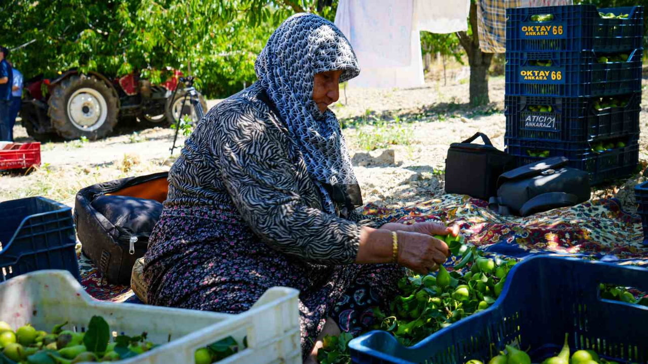 ANKARA'DA GEÇEN YIL YAŞANAN ZİRAİ DONUN ETKİLERİ SÜRSE DE ÇUBUKLU ÜRETİCİLER, YAZ ARMUDUNDA HASADA...