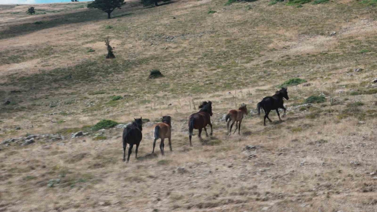 ANKARA’DA YABAN HAYATININ SİMGELERİNDE OLAN YILKI ATLARI, KIZILCAHAMAM İLÇESİNDEKİ DOĞAL YAŞAM...