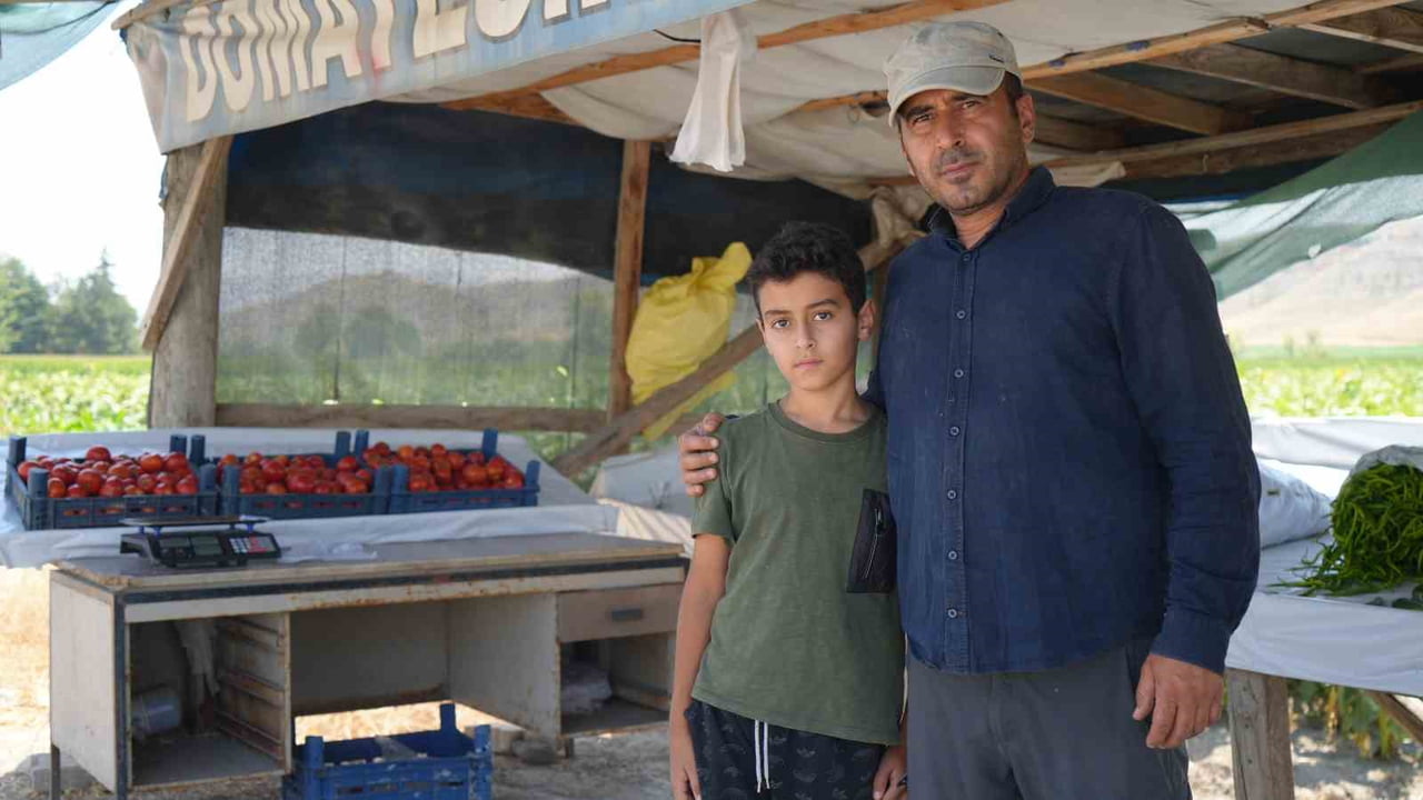 ANKARA’NIN COĞRAFİ İŞARET TESCİLİ ALAN AYAŞ DOMATESİNDE HASAT SEZONU BAŞLADI. YOL KENARINDA...