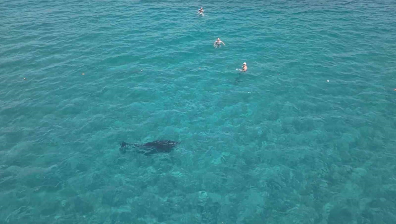 ANTALYA'NIN ALANYA İLÇESİNDE KIYIYA KADAR YAKLAŞAN BİR YUNUS, DENİZE GİREN TURİSTLERİN ARASINDA...