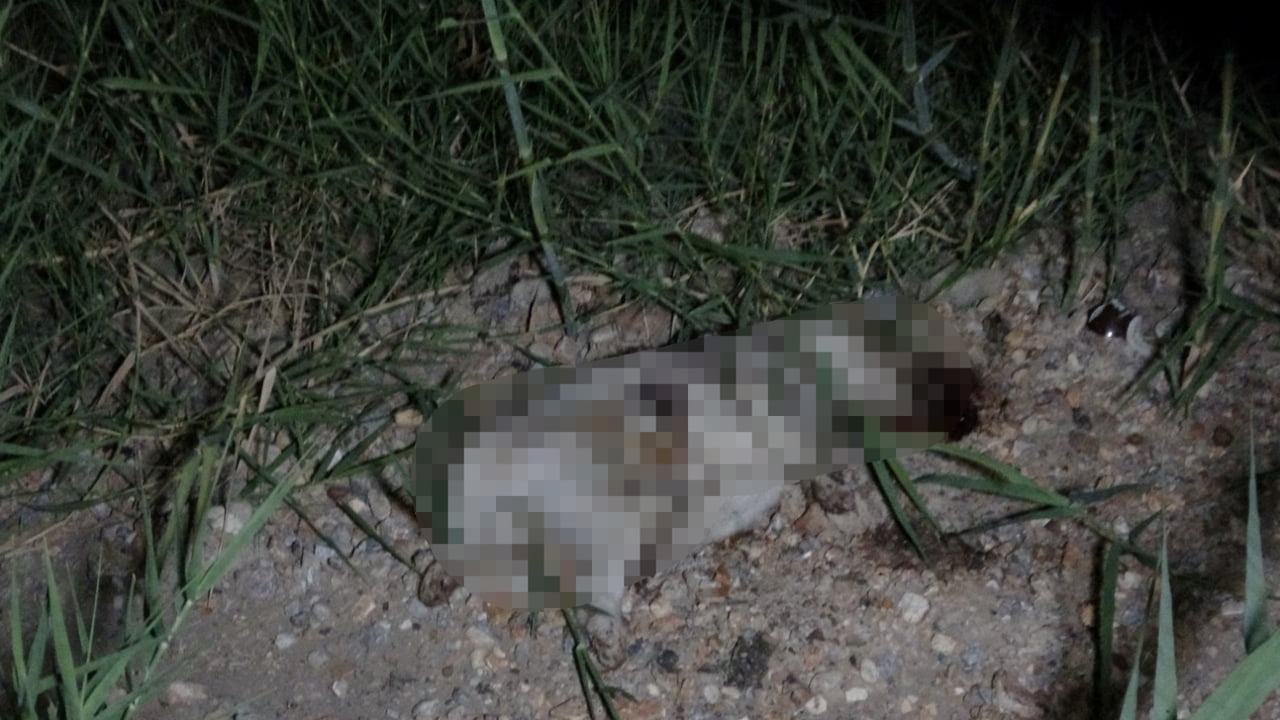 ANTALYA’NIN MANAVGAT İLÇESİNDE KULLANDIKLARI ATV İLE ÇARPTIKLARI YAVRU KÖPEĞİN BAŞINI TAŞLA EZEREK...