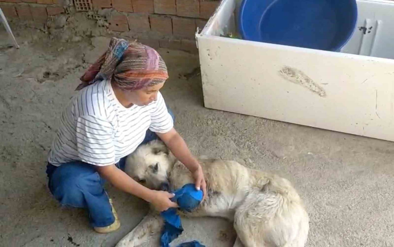 ANTALYA’NIN SERİK İLÇESİNDE HAYVANCILIKLA GEÇİNEN GÜLŞEN TORBALI’NIN EN BÜYÜK YARDIMCISI VE "ÇOBAN...