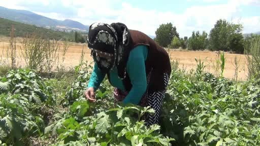 Aracı yok, doğallık var: Çiftçi hem üretiyor hem satıyor