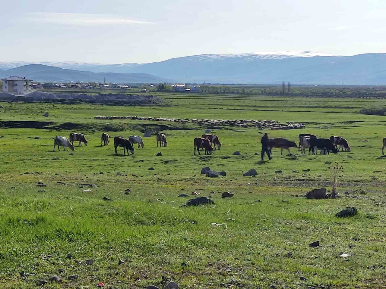 ARDAHAN'DA KUDUZ ALARMI: BÖLGE KARANTİNAYA ALINDI.